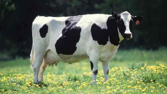 110603 cowsweb 560x315