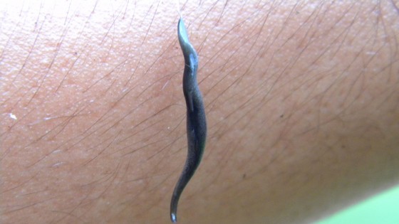 111117 Flatworm Max0rz 560x315