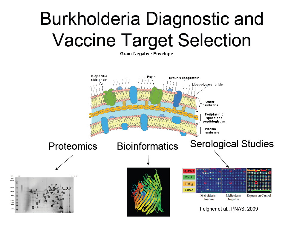Burkholderia diagnostics