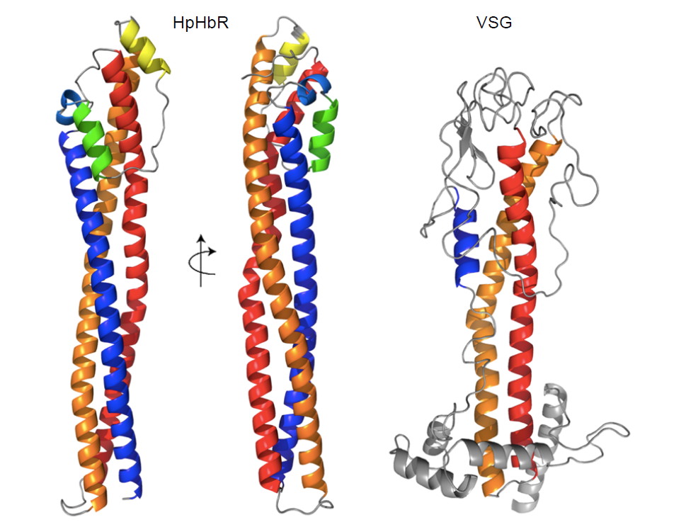 Fig 1. Structure of T. congolense HpHbR and the conserved three-helical bundle architecture of trypanosome surface proteins.