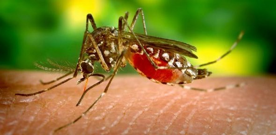 Aedes mosquito 885x342