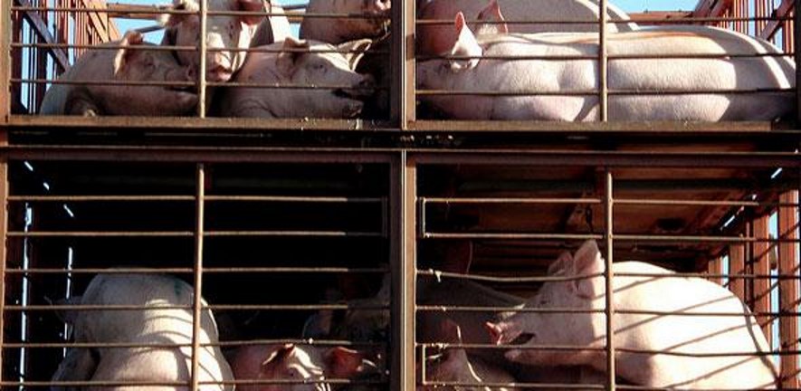 Massive projected increase in use of antimicrobials in animals could lead to widespread antimicrobial resistance in humans