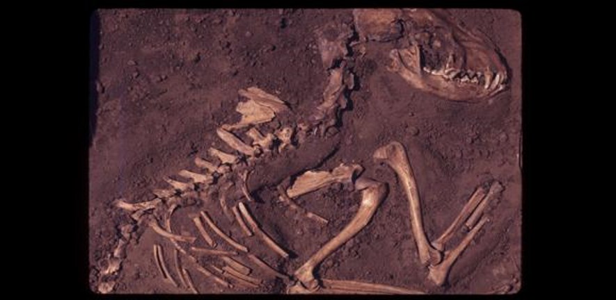  Del Baston (courtesy of the Center for American Archeology)