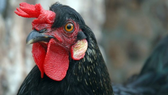chicken 560x315