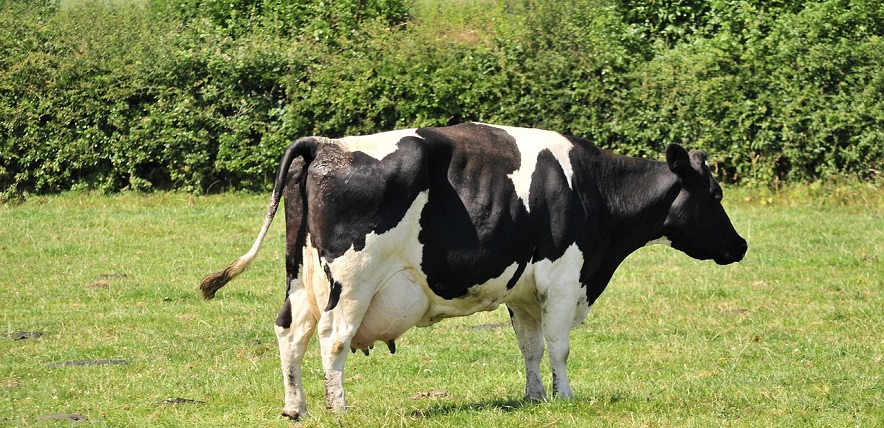 cow