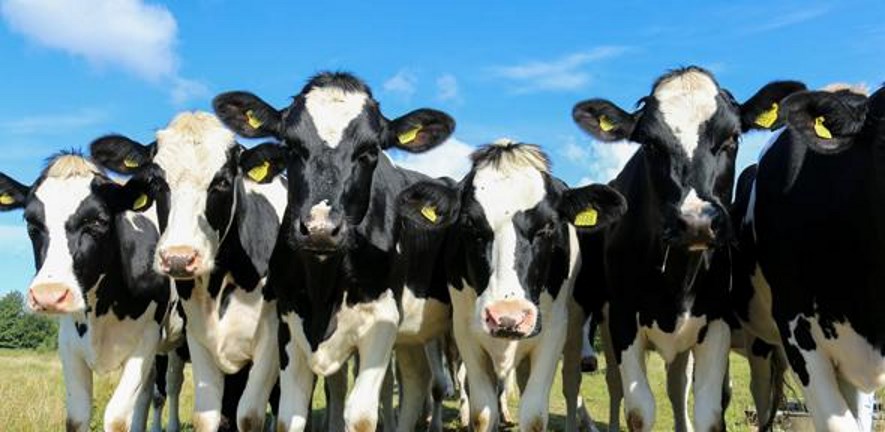 Cows 07Jun18 885x432