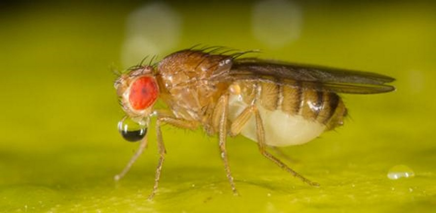 Fruit fly and CJD