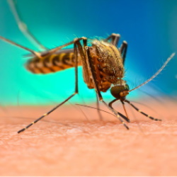 Malaria 250x250