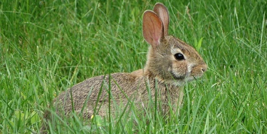 rabbit-2163146_960_720 Pixabay Hooker472