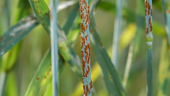 Stem rust close up  Yue Jin ARS US Dept of Agriculture 560x315