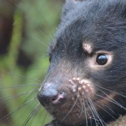 Tasmanian devils under new threat from cancer, Southampton