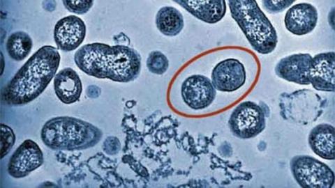 090501 Salmonella 560x315