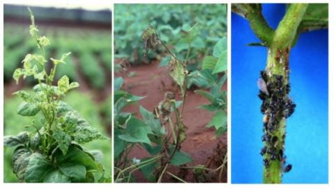 Bean common mosaic virus (BCMV) is a potyvirus that induces mosaic symptoms in bean plants (left panel) and decreases yield. Some varieties of bean are resistant to BCMV but ironically this makes them sensitive to systemic necrosis and death if they becom