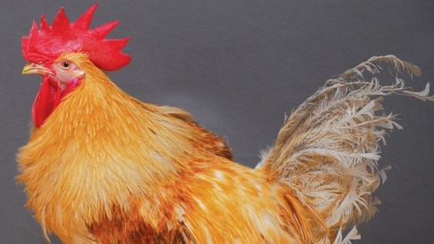 110719 Genetically modified chicken credit Norrie Russell The Roslin Institute University of Edinburgh 560x315