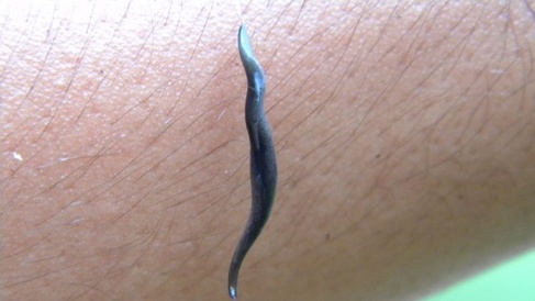 111117 Flatworm Max0rz 560x315