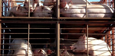 Massive projected increase in use of antimicrobials in animals could lead to widespread antimicrobial resistance in humans