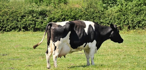 cow