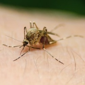 Mosquito