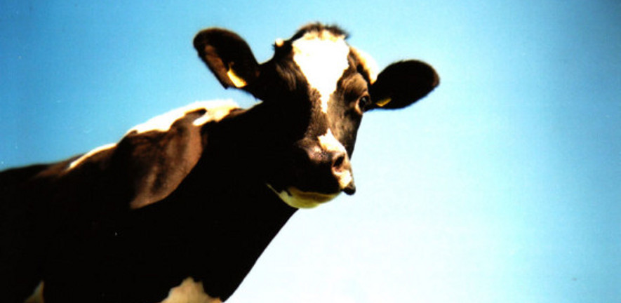 Cows and us - how does antimicrobial resistance travel?