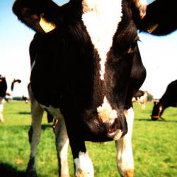 A novel MRSA in cows...where do we go from here?