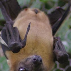 Bats and Bugs at the Royal Society