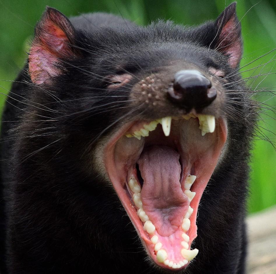 Evolution and geographical spread of a Tasmanian devil transmissible cancer