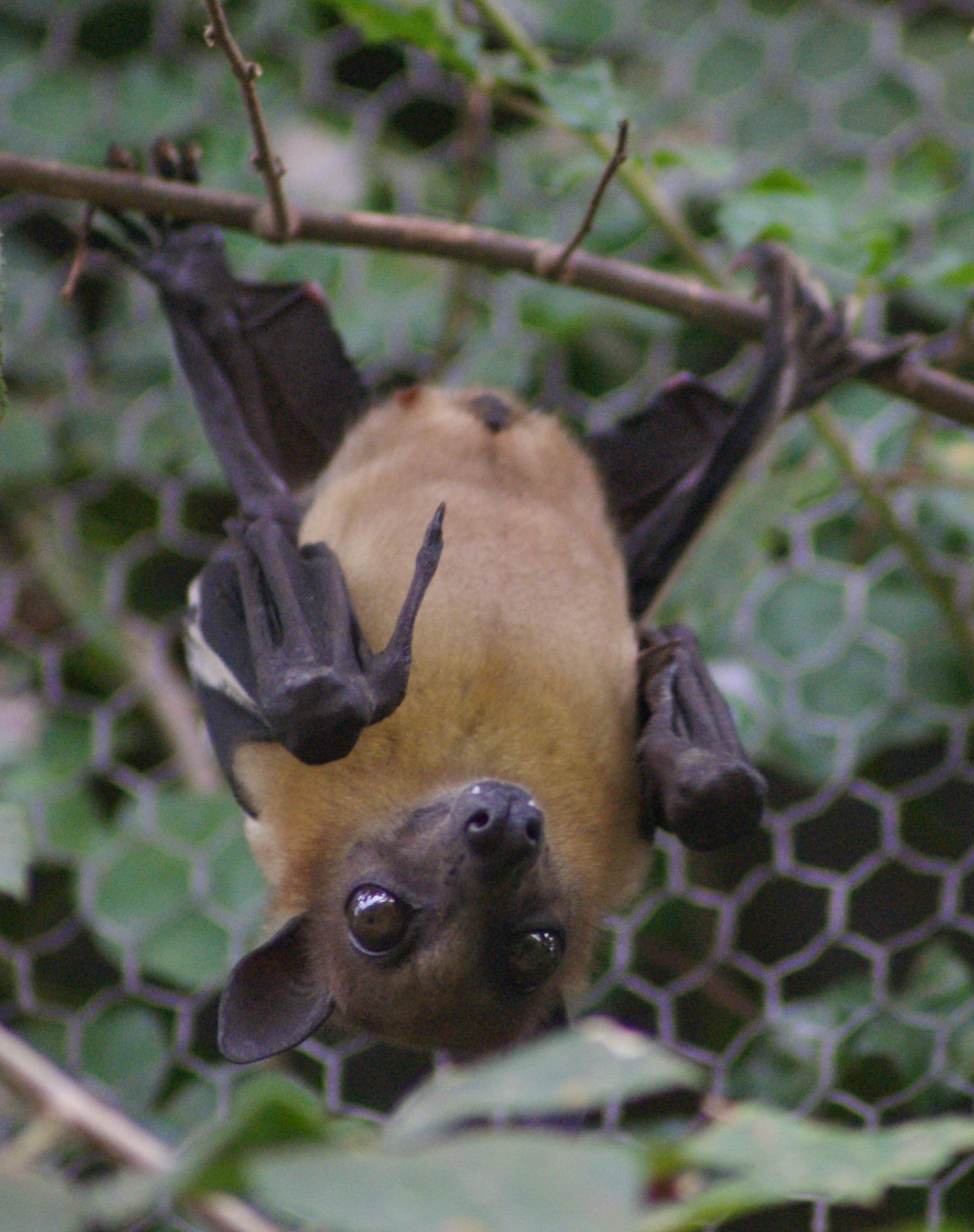 Bats and Bugs at the Royal Society