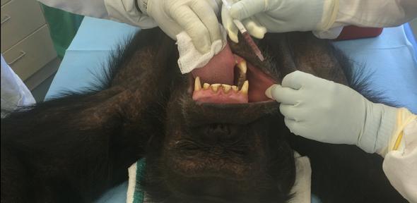 Final biomedical trial on captive chimpanzees is first oral Ebola vaccine for saving wild apes 