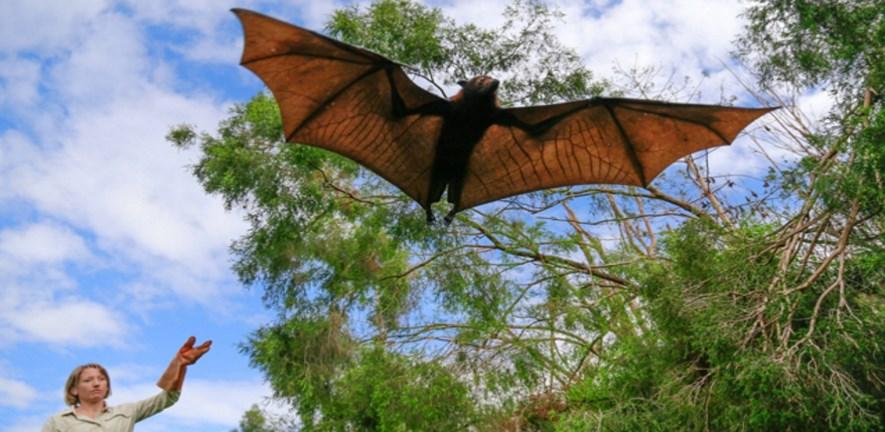 International consortium awarded $1.65 million NSF grant for One Health study on bat-human interactions.